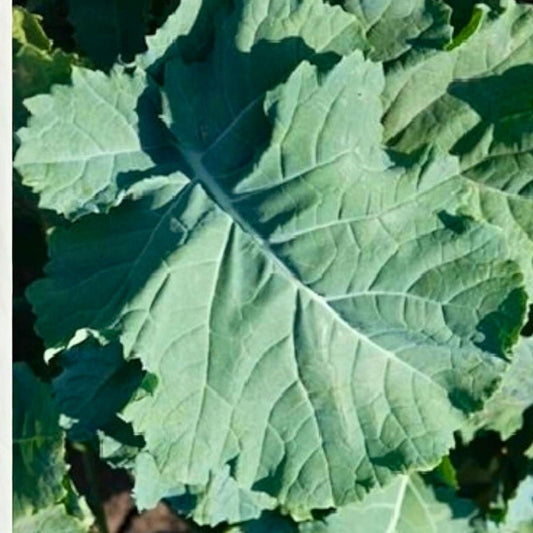 Kale Seeds 50+ Non-GMO Premier Variety for Salads and Cooking Brassica oleracea