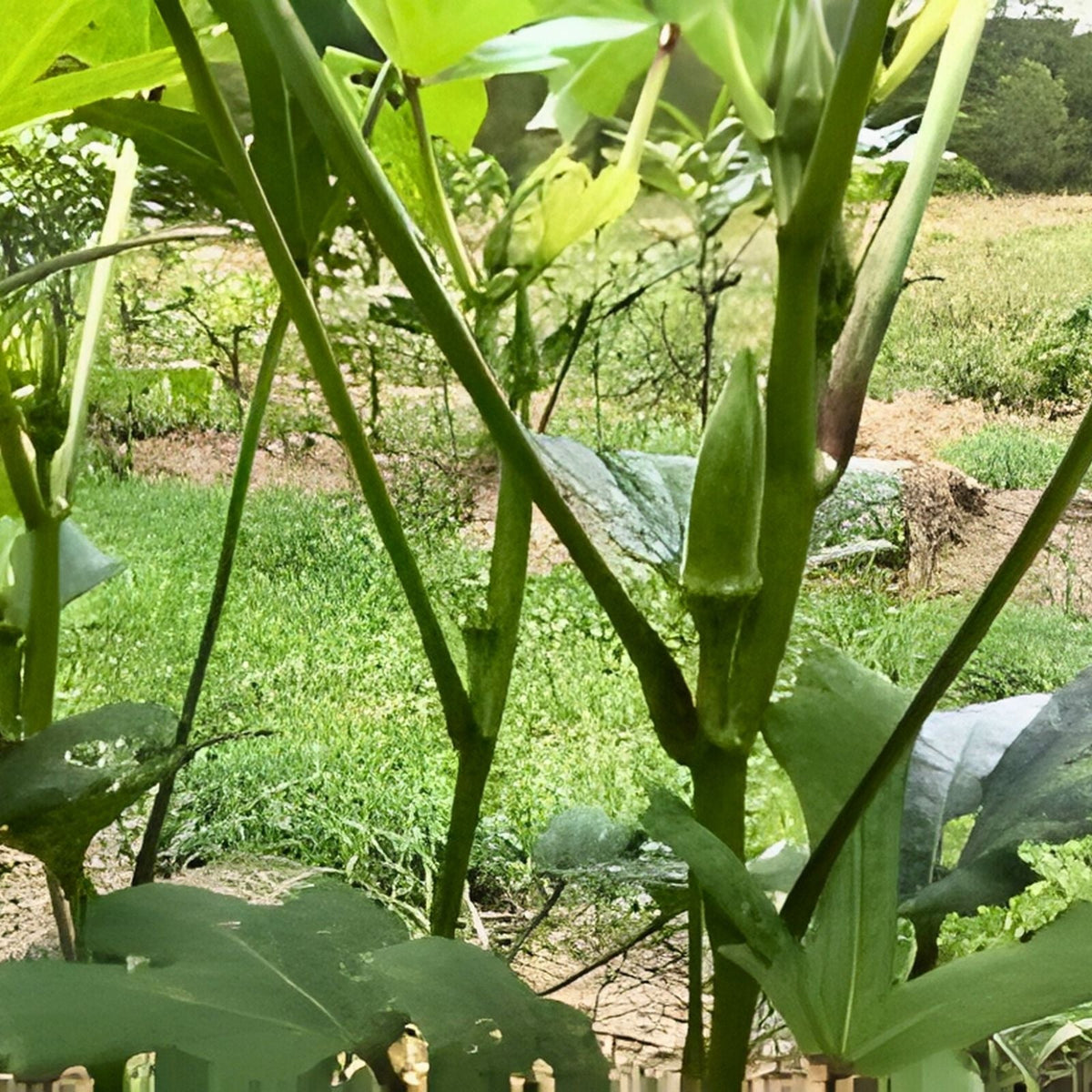 Okra Seeds 500 Count Perkins Long Pod Heirloom Non-GMO Abelmoschus esculentus Vegetable Seeds
