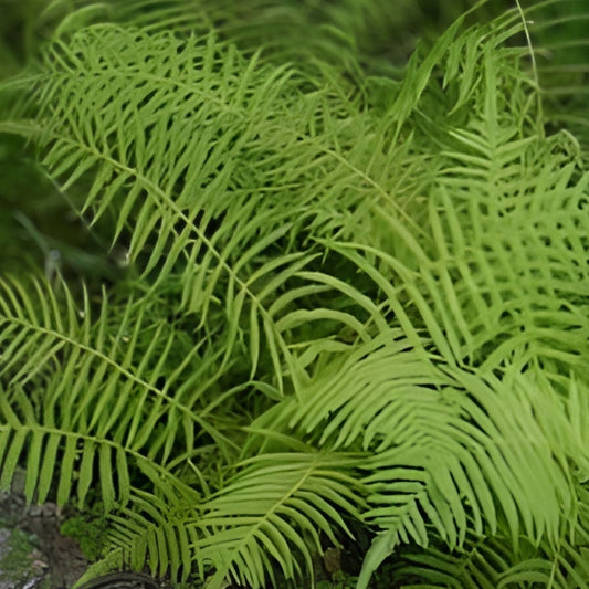 Kunth's Maiden Fern Live Plants 5-Pack - Thelypteris kunthii Southern Native Shade Fern for Garden and Indoor Decor