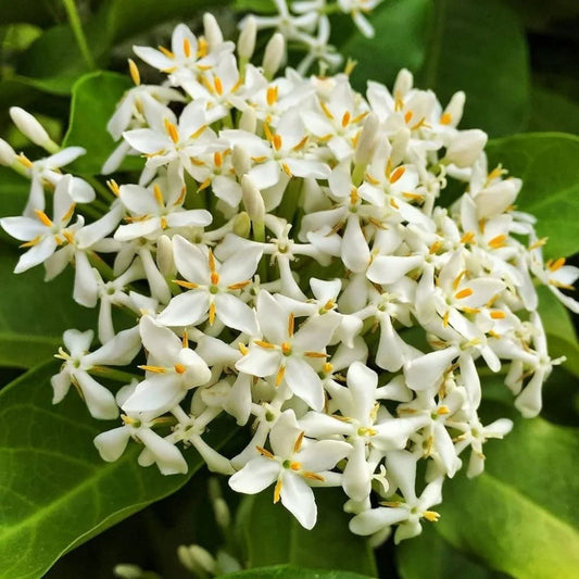 Thai Snow Ixora Starter Plant - Variegated White Flowers - Rooted Ixora chinensis - Tropical Evergreen Shrub