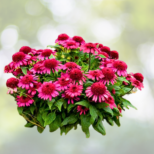 Echinacea Starter Plant - DOUBLE SCOOP RASPBERRY DELUXE - Coneflower - Echinacea purpurea