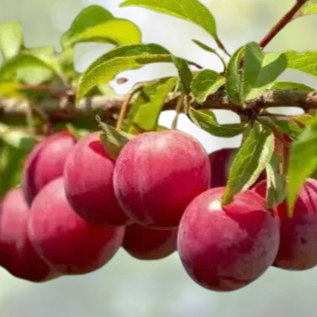 American Plum Tree Seeds - 4 Pack + 1 Free - Fast Fruit & Flower Plant - Prunus Americana
