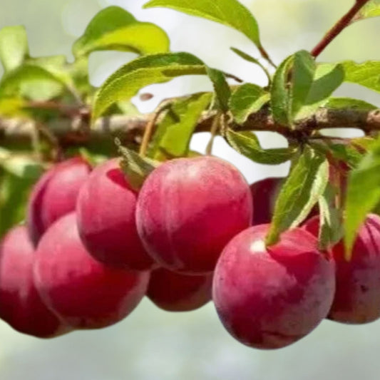 American Plum Tree Seeds - 4 Pack + 1 Free - Fast Fruit & Flower Plant - Prunus Americana