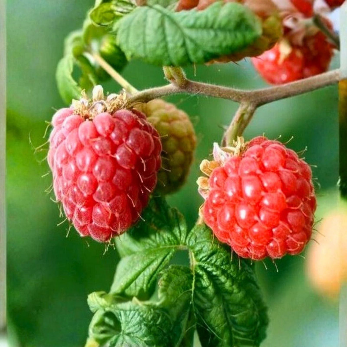 Starling Raspberry Seeds Bulk Pack 125-750 Count Non-GMO Fruit Seeds Rubus idaeus Gardening Seeds