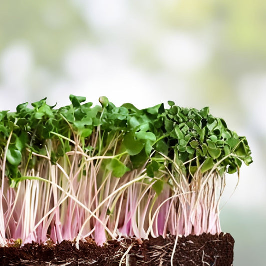 Red Kale Microgreen Seeds 12 oz – Nutrient-Dense Superfood for Home Gardening – Brassica oleracea