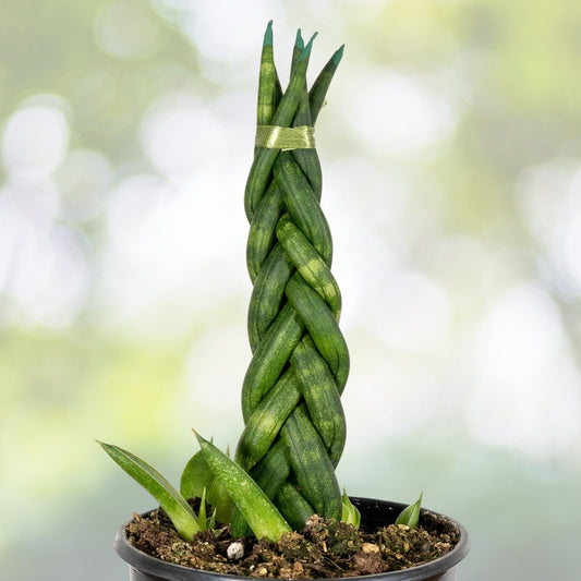 Braided Sansevieria Cylindrica Indoor Plant - 4-Inch Pot - Low Maintenance Air Purifying Snake Plant - Sansevieria Cylindrica
