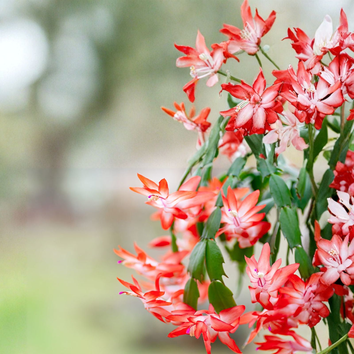 Orange Christmas Cactus Live Plant in 3 Inch Pot Holiday Cactus Schlumbergera