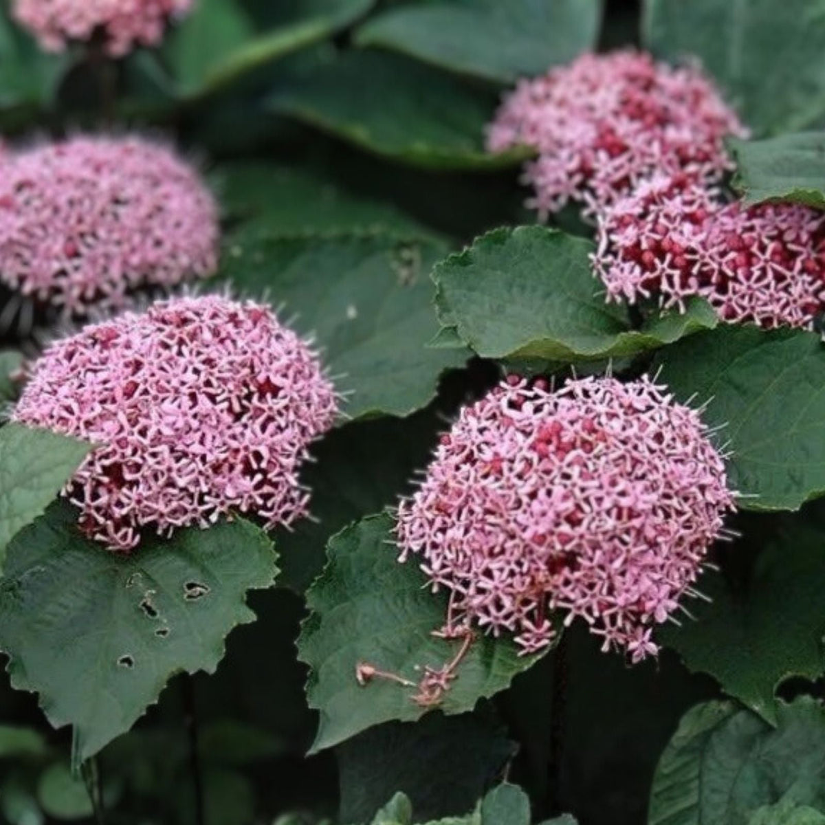 Pink Clerodendrum Cuttings with Roots, 3 Pack, Tropical Houseplant, Clerodendrum thomsoniae, Pink Flowers, Live Plant Propagation