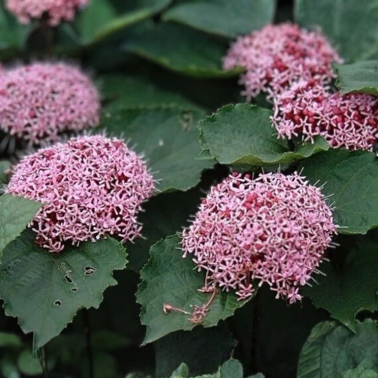Pink Clerodendrum Cuttings with Roots, 3 Pack, Tropical Houseplant, Clerodendrum thomsoniae, Pink Flowers, Live Plant Propagation