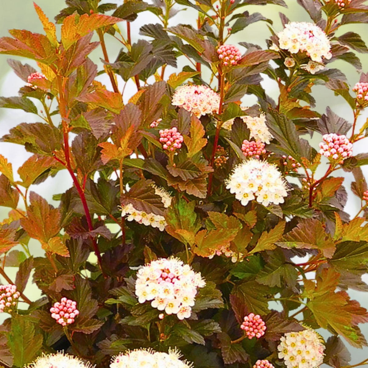 Physocarpus 'Alouette' Starter Plant - 6-8 Inch - Ninebark - Hardy Ornamental Shrub
