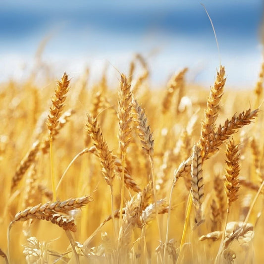 Wheat Cover Crop Seeds - Non-GMO Winter Wheat - Deer & Turkey Food Plot Seed - Triticum aestivum