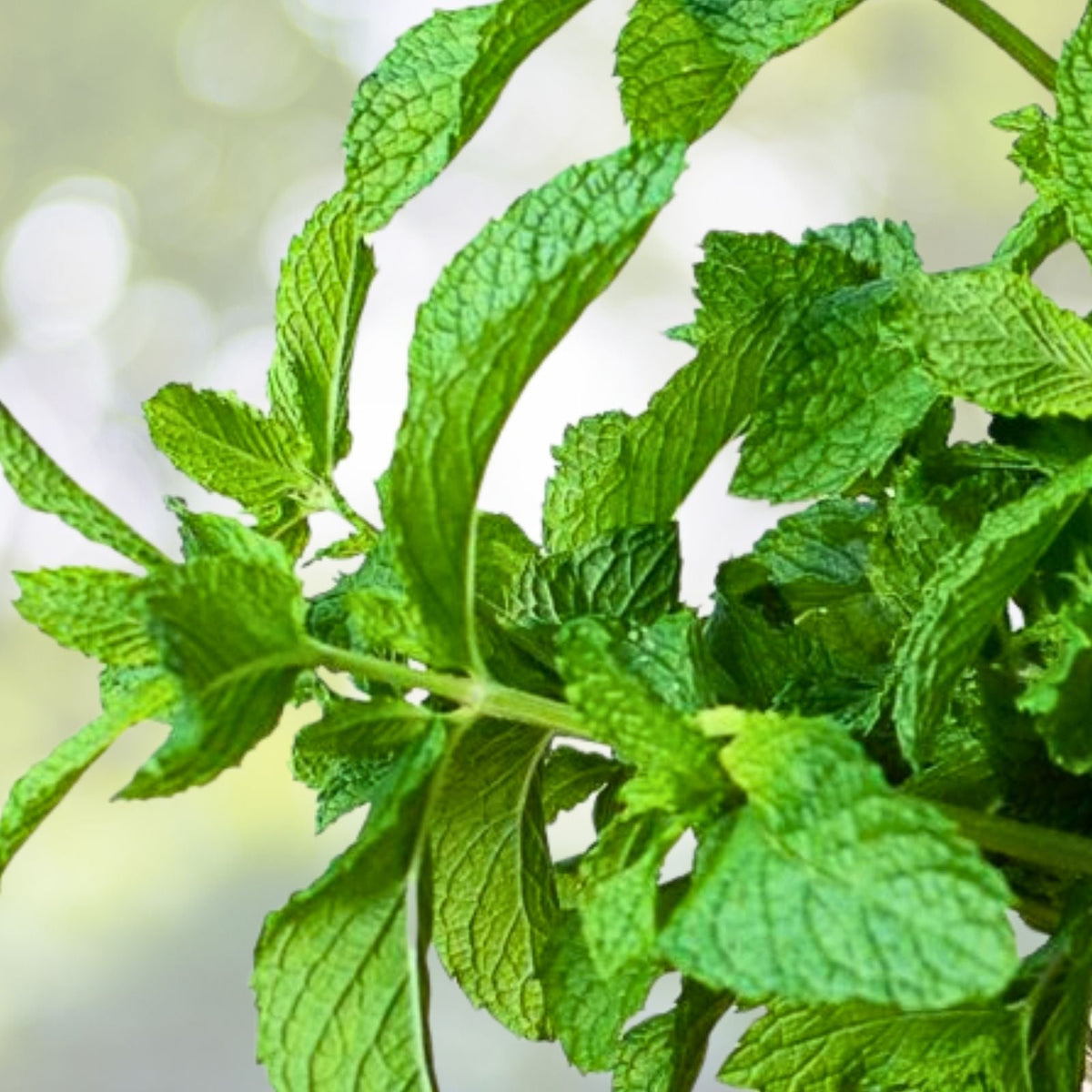 Mojito Mint Plant Cuttings 6+1 Free Organic Mentha Villosa نعنع شتل