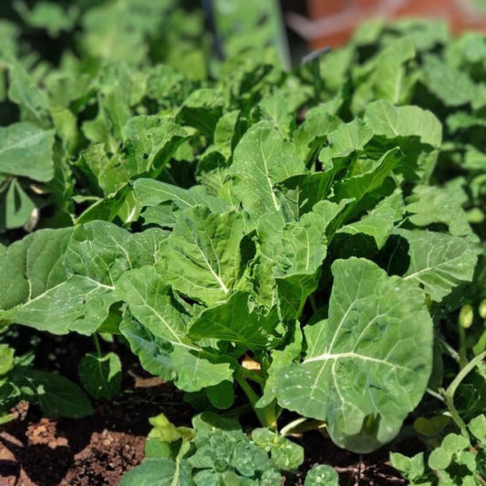 Collard Greens Seeds 500 Count Georgia Southern Heirloom Non-GMO Brassica oleracea Vegetable Seeds