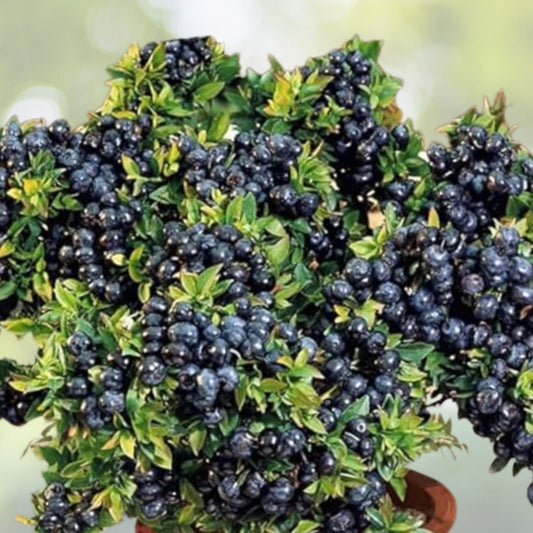 Black Gold Huckleberry Seeds - 30+ Vaccinium membranaceum - Native Berry Plant for Garden or Landscape