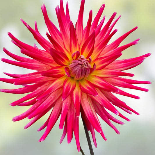 Dahlia Plant 4" Live Flowering Dahlia 'Bora Bora' Pink Red Yellow Garden Bulb Plant