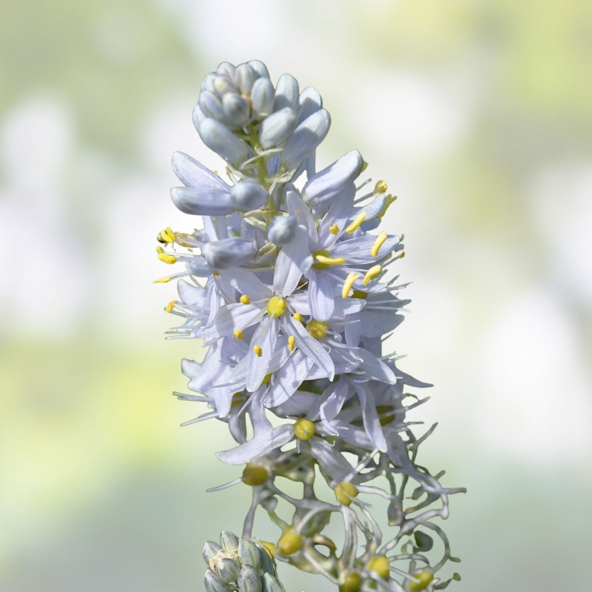 Wild Hyacinth Seeds 50 Count - Blue Flowering Camassia scilloides Native Perennial Bulbs for Planting
