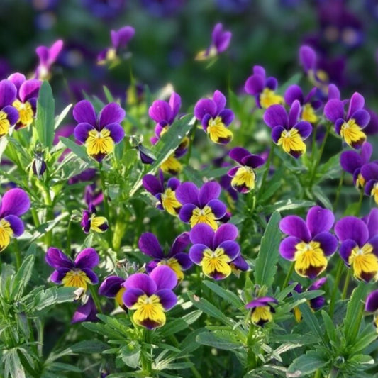 Pansy Seeds Packet 150 Non-GMO Fresh Viola tricolor Seeds Fragrant Flower Garden Plant