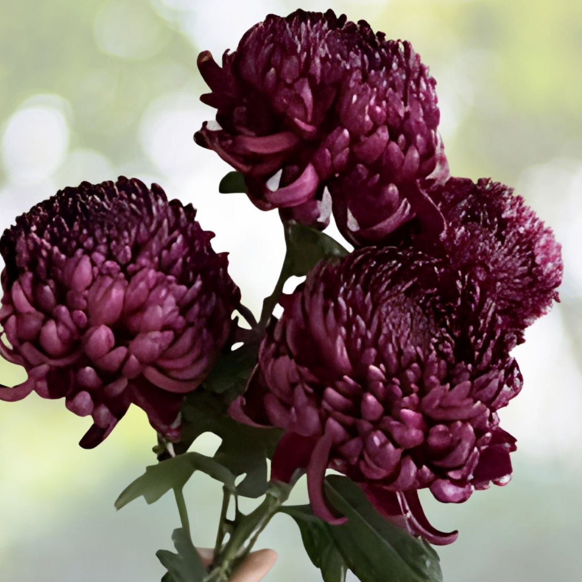 Twilight Plum Mum Seeds 200+ Chrysanthemum Flower Seeds Purple Annual Bloom Garden Chrysanthemum morifolium