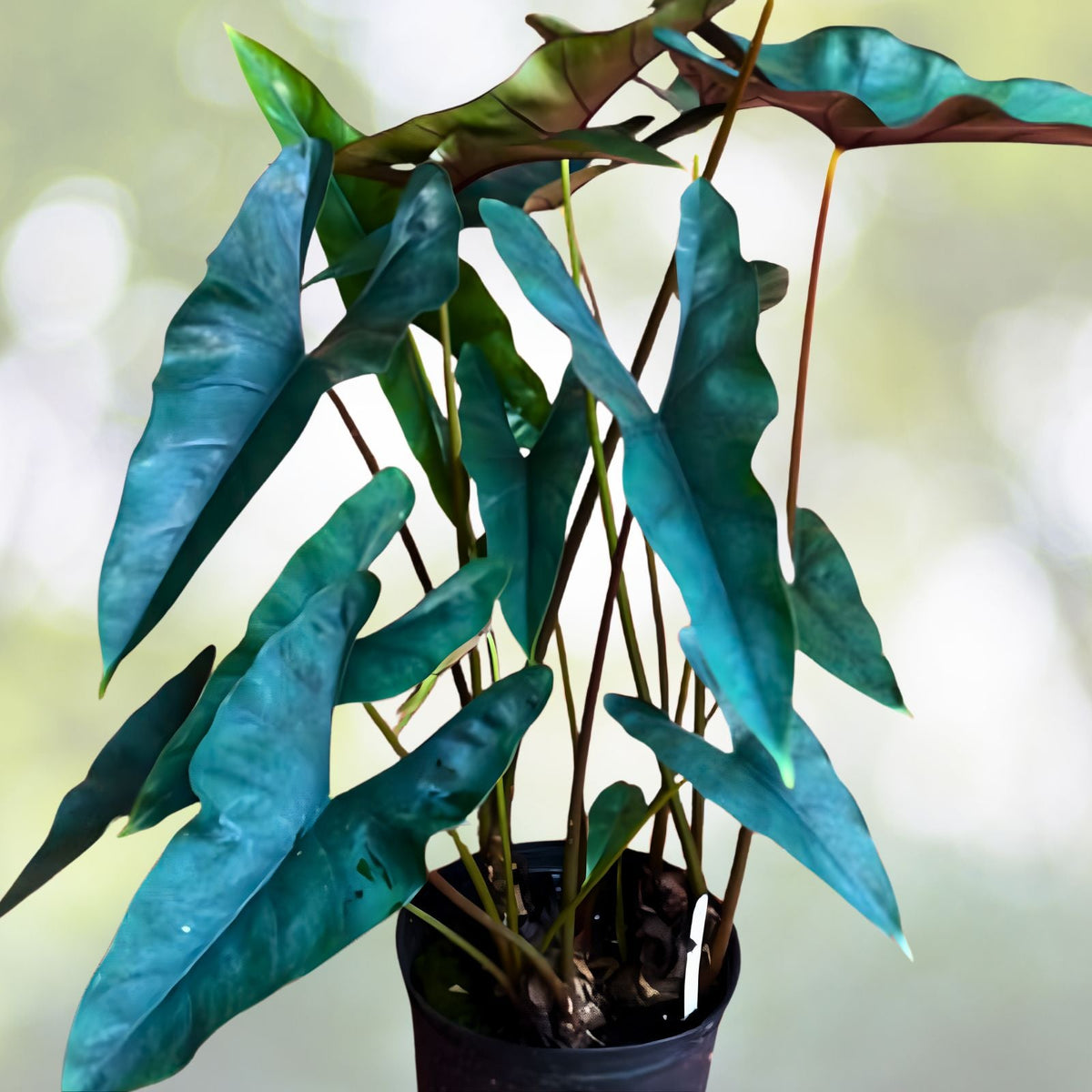 Alocasia Purple Cloak Plant 6" Pot - Alocasia princeps with Dark Green Leaves & Wine-Red Undersides for Shade