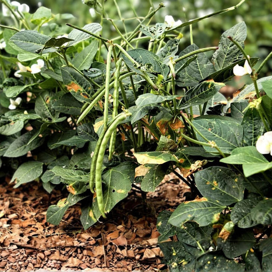 California Black Eye Pea Seeds – Heirloom Non-GMO Edible Legume – 100 Seeds – Vigna unguiculata