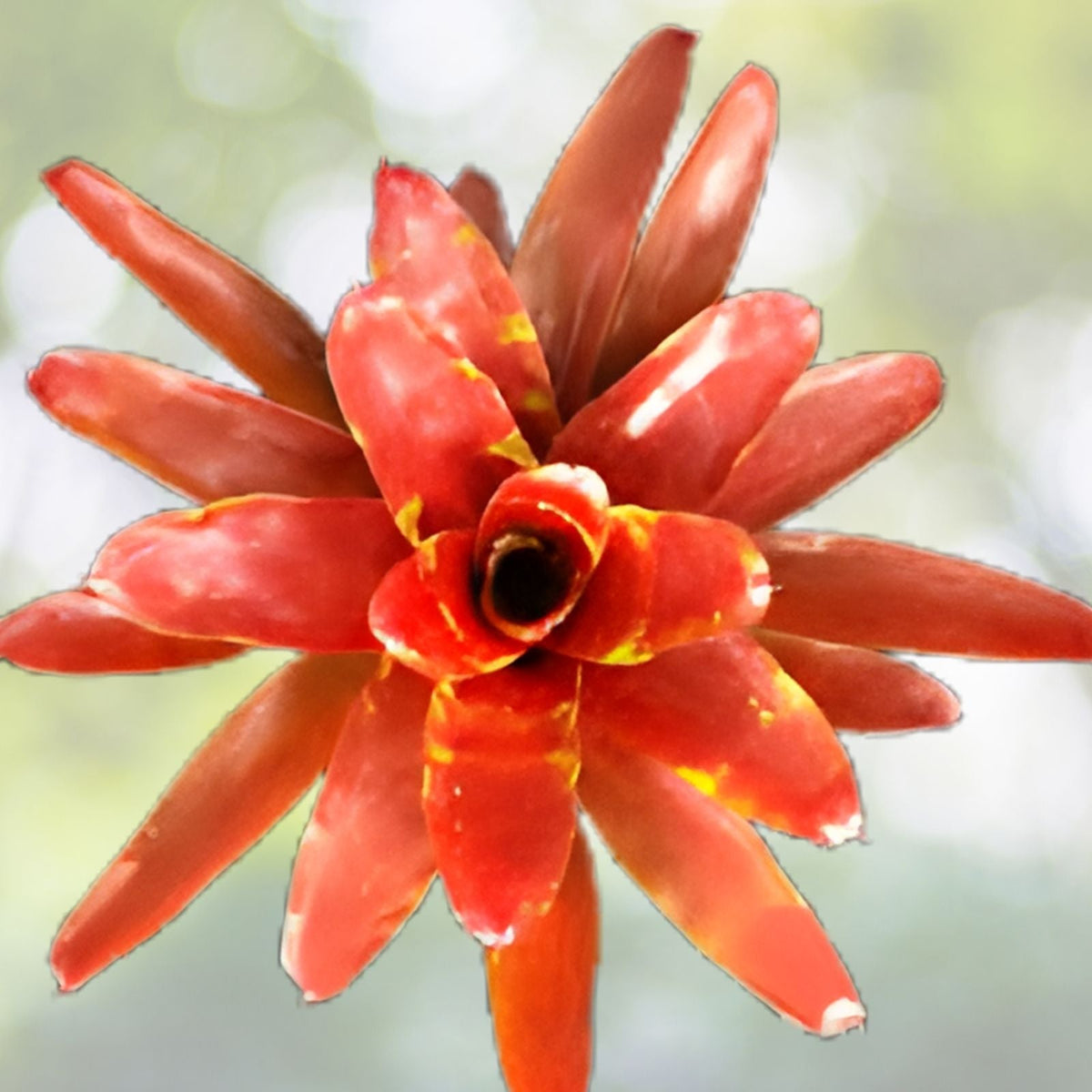 Neoregelia Lambert's Pride Bromeliad 6" Pot - Copper Orange & Lime Green Foliage, Tropical Indoor Plant