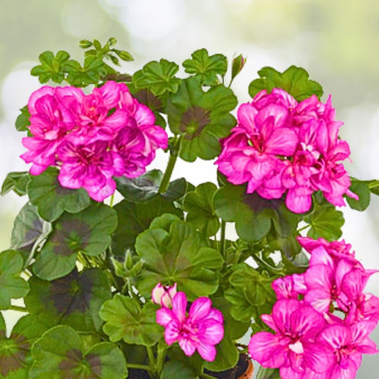 Fresh Organic Geranium Cuttings 3-Pack Pink Purple Pelargonium for Rooting