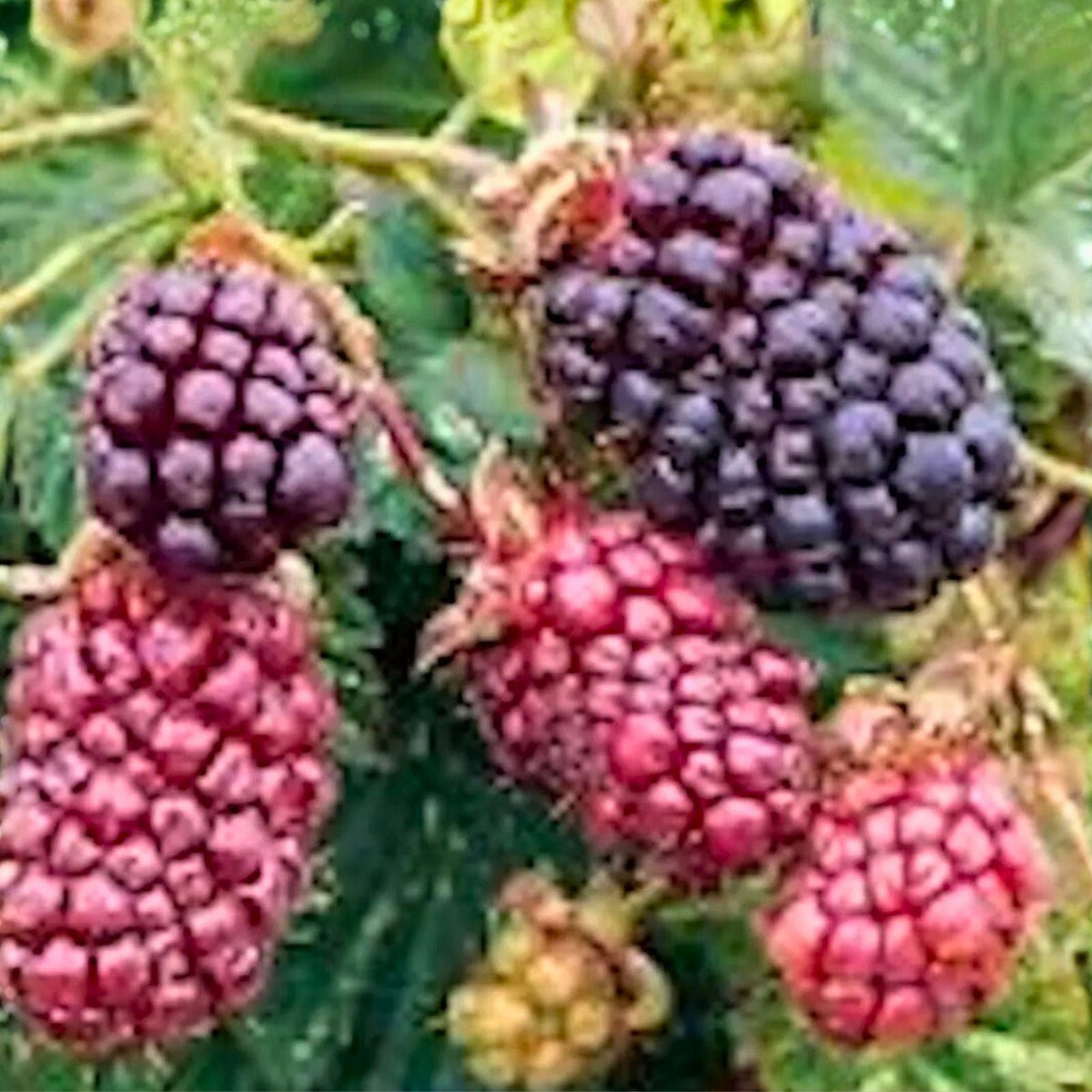 Thornless Boysenberry Plant Starter - 10 Bare Root Plants - Sweet Tart Hybrid Fruit Shrub - Rubus ursinus × Rubus idaeus