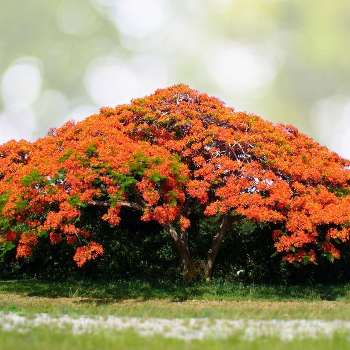 Fresh Flamboyant Tree Seeds - 10 Seeds Royal Poinciana, Delonix Regia, Red Flame Tree, Easy to Sprout, Harvested This Season
