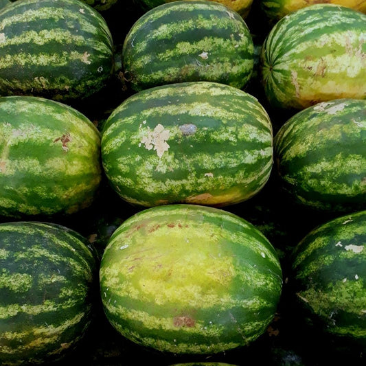 Organic Sweet Siberian Watermelon Seeds 10 Pack Heirloom Non-GMO USA Grown Citrullus lanatus