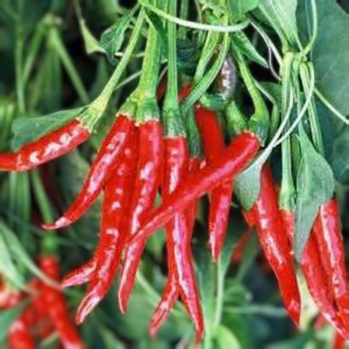 Red Hot Thai Pepper Seeds – 100 Count – Spicy Capsicum annuum for Cooking and Garden Growth