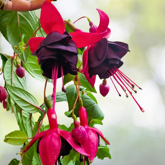 Fuchsia Live Plant - 8 Inches Tall - Blue Eyes Variety - Well Rooted in 3" Pot - Fuchsia magellanica