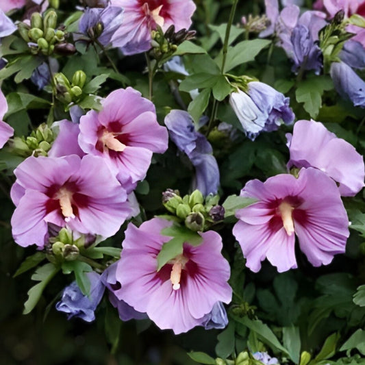 Double Purple Pink Rose of Sharon Cuttings Set of 10 | Hibiscus syriacus Flowering Shrubs for Garden and Landscaping