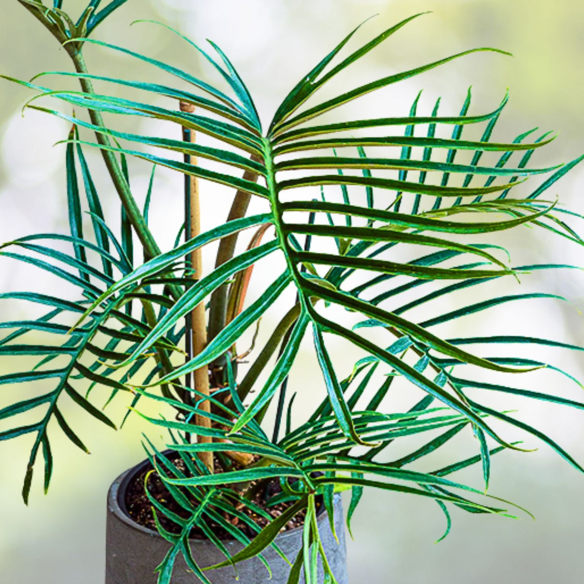 Philodendron Tortum Plant in 6" Pot - Tropical Indoor Houseplant - Philodendron tortum - Green Foliage