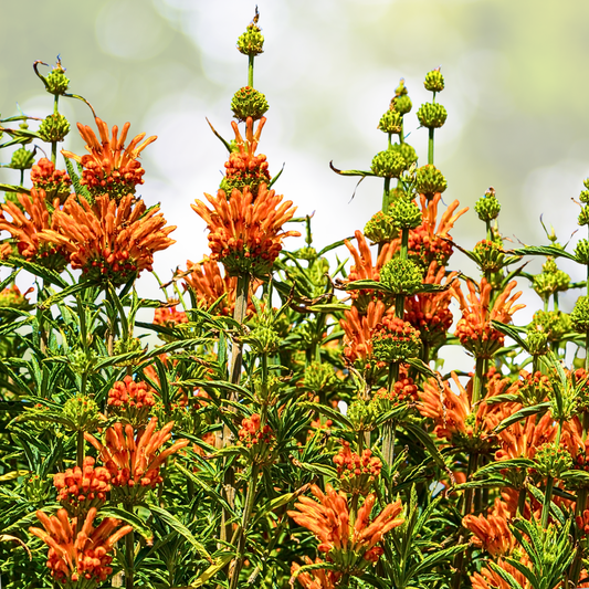 Lion's Ear Seeds - 50 Organic KLIP DAGGA / CORDAO Hummingbird Nectar Flowers - Leonotis nepetalodes