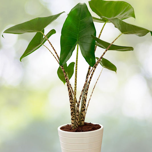Alocasia Zebrina Plant in 6" Pot | Striking Zebra Plant | Exotic Indoor Tropical Houseplant - Alocasia Zebrina