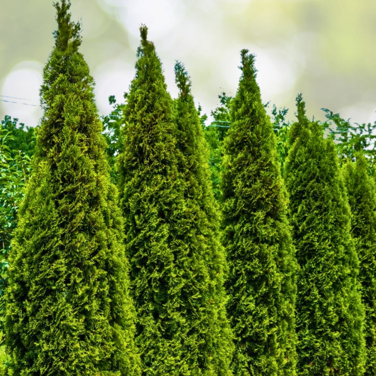 Emerald Green Arborvitae Trees - 3 Starter Plants for Privacy Screen - Thuja occidentalis 'Emerald Green'