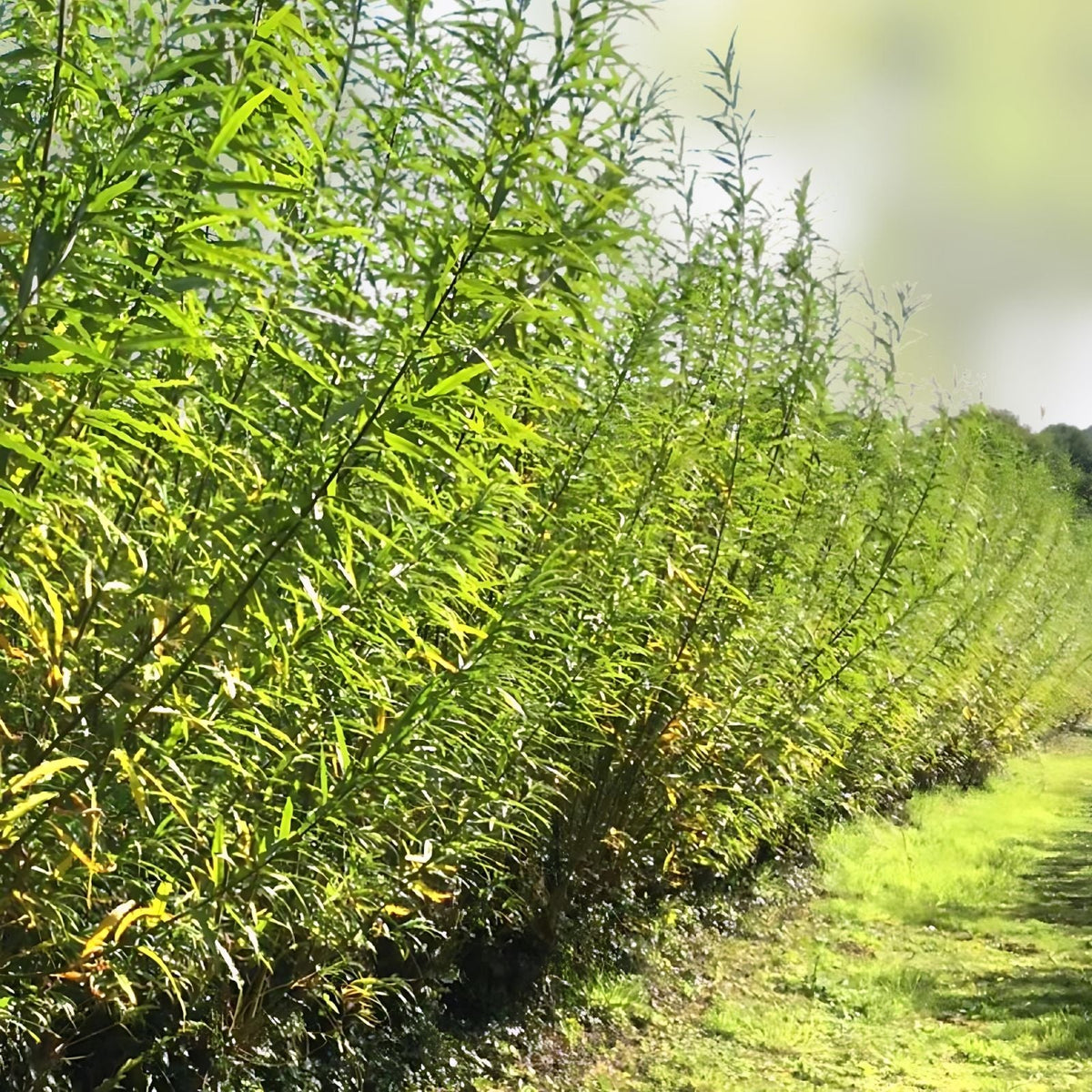 40 Hybrid Aussie Willow Tree Cuttings – Fast Growing, Hardy Salix x, Live Tree Branches for Landscaping and Gardening