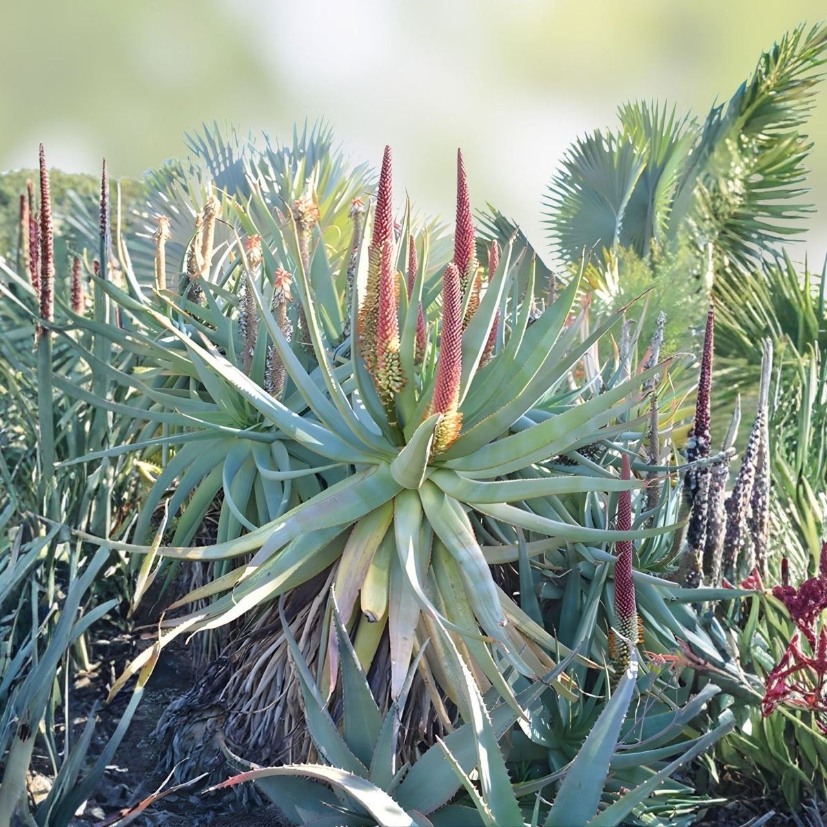 Aloe x Principis RAW Cuttings for 1g Pot - Succulent Plant, Indoor/Outdoor, Low Maintenance Aloe Variety
