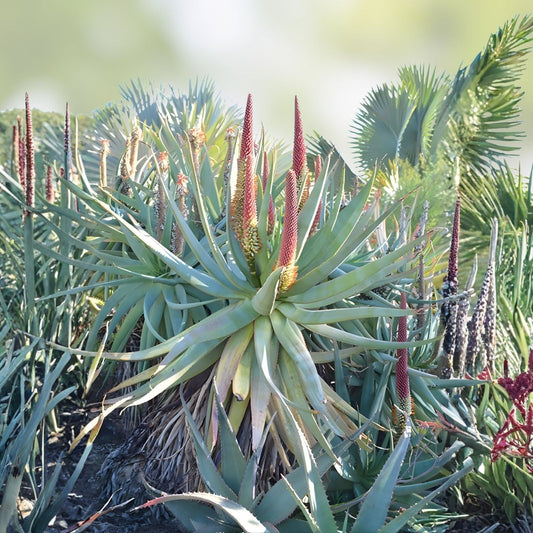 Aloe x Principis RAW Cuttings for 1g Pot - Succulent Plant, Indoor/Outdoor, Low Maintenance Aloe Variety
