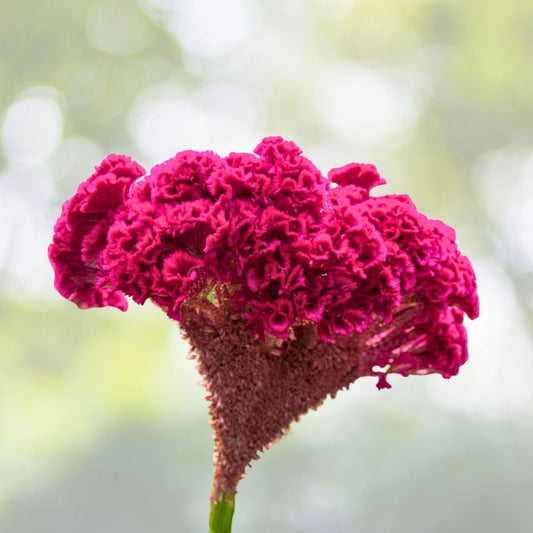 Celosia Argentea Seeds - 100 Edible Amaranth Seeds, Common Cockscomb, Easy to Grow Fresh Seeds for Gardening