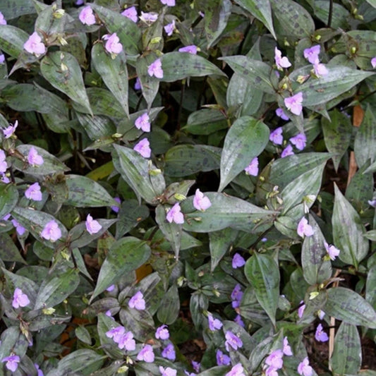 Tinantia Pringlei Cuttings - Mexican Speckled Wandering Jew Indoor House Plant - Live Plant Cuttings