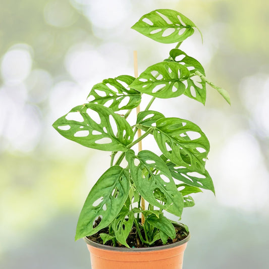 Monstera Adansonii Cuttings - Swiss Cheese Plant - Narrow Leaf Houseplant - Live Cuttings for Easy Care