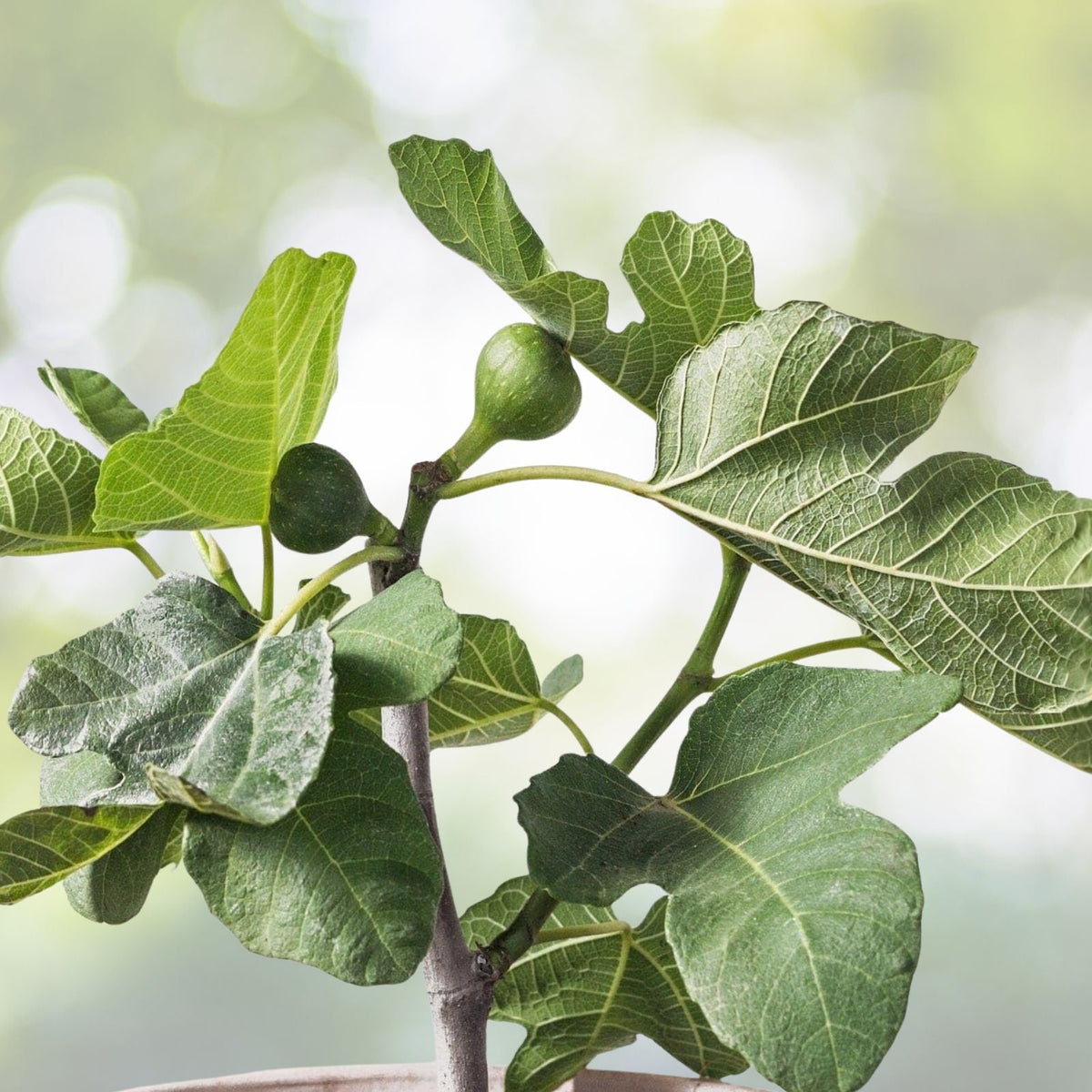 Dwarf Fig Tree Starter Plant - Compact Self-Fertile Variety - Medium Brown Figs - Ficus carica 'Fignomenal'