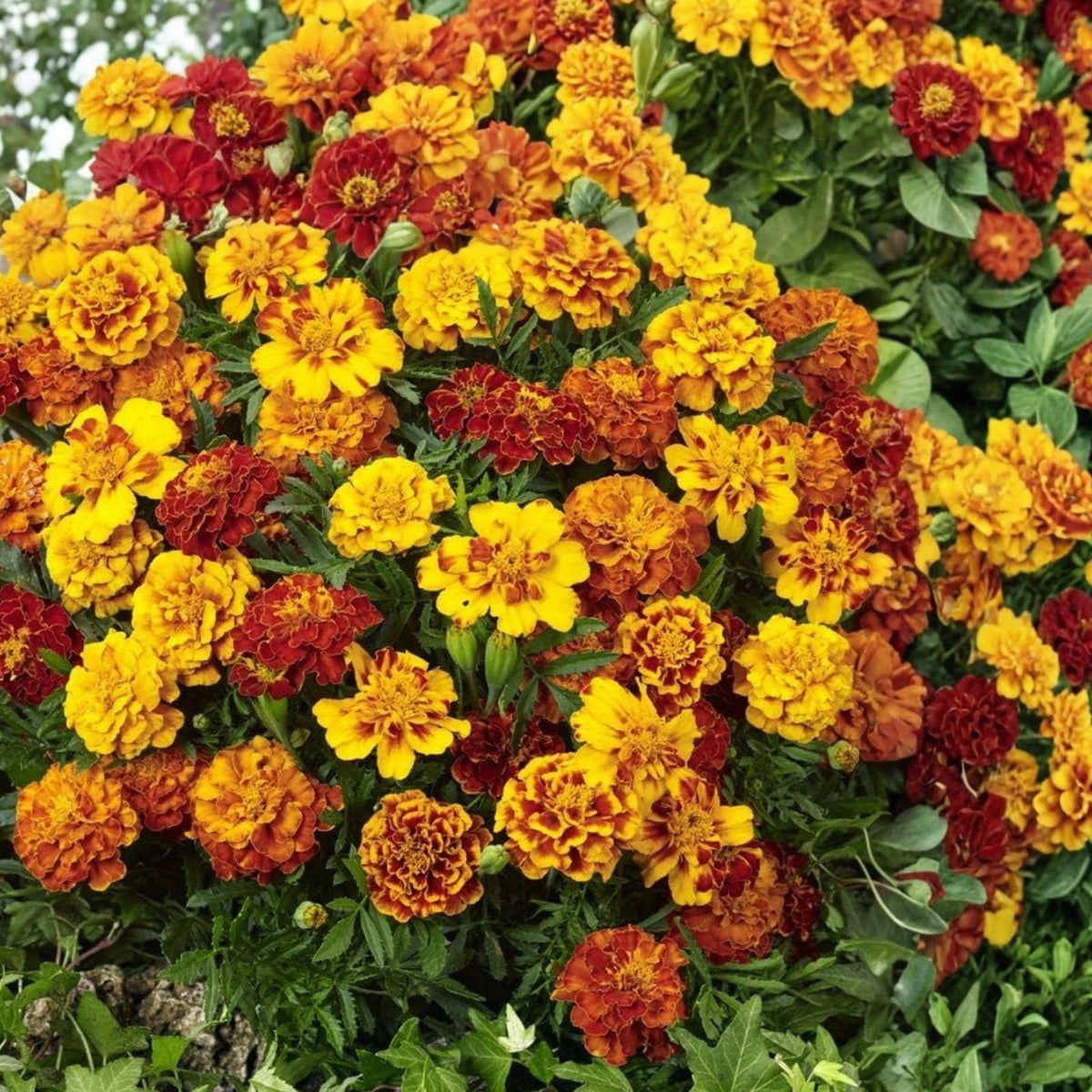 Black-Eyed Susan Seeds - 1000+ Vivid Colorful Flowers - Rudbeckia hirta Wildflower Seeds for Garden, Landscaping & Pollinator Gardens