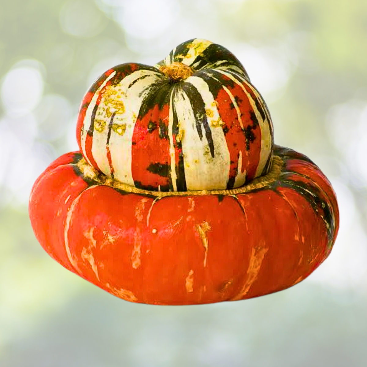 Heirloom Gourd Seeds - Turk's Turban Variety - Decorative Edible Non-GMO - 12 Seeds USA