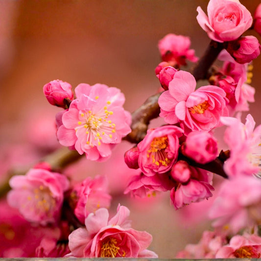 Plum Blossom Mum Seeds 200+ Annual Flower Seeds Chrysanthemum Variety Vibrant Garden Color Chrysanthemum spp.