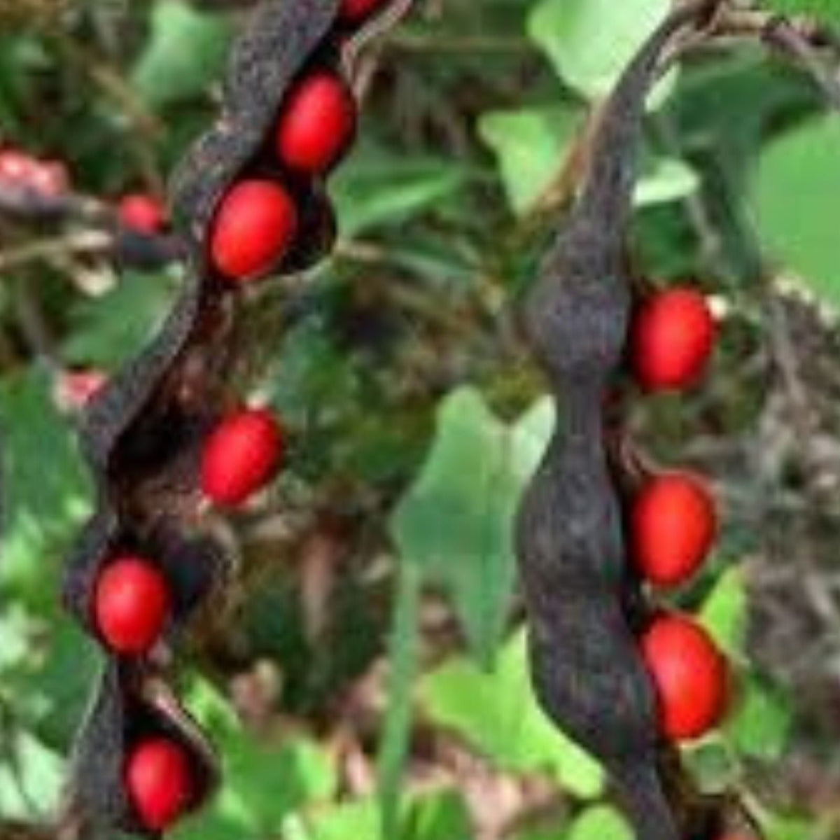 Coral Bean Tree Seeds   10 Pack, Erythrina herbacea, Florida Native Hummingbird Plant