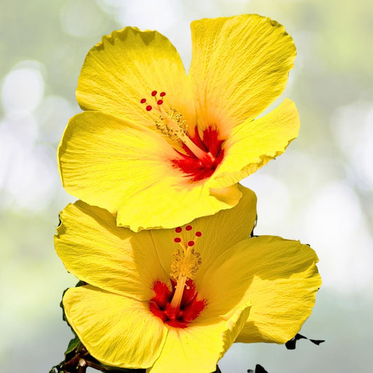 Yellow Hibiscus Cuttings 4 Pack for Rooting/Grafting - Hibiscus rosa-sinensis - Starter Plant Cuttings