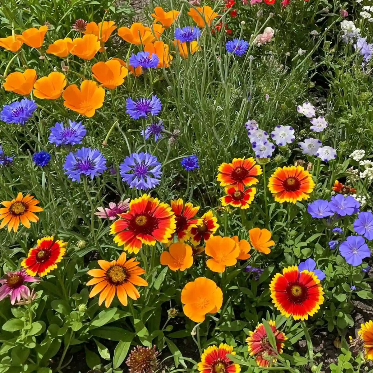 Wildflower Seed Mix Seeds - Fairytale Blend - Native Flowers for Pollinators, Garden, Meadow Restoration