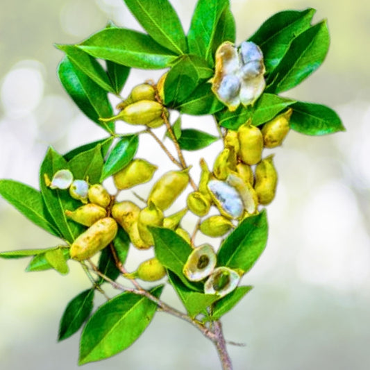 Live Ice Cream Bean Tree Seedling - 6" to 1 ft - Tropical Edible Fruit Tree (Inga edulis)